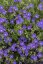 KAKOST - GERANIUM HYBRIDA ORION