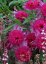 ECHINACEA HYBR. SOUTHERN BELLE