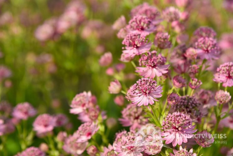 JARMANKA - ASTRANTIA MAJOR PINK BUTTON
