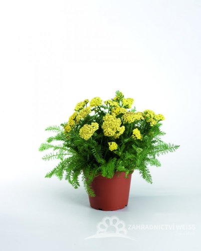 ACHILLEA MILLEFOLIUM - "DESERT EVE YELLOW"