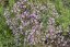 GYPSOPHILA RŮŽOVÁ - GYPSOPHILA PANICULATA PINK WEDDING