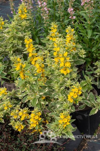VRBINA - LYSIMACHIA ALEXANDER
