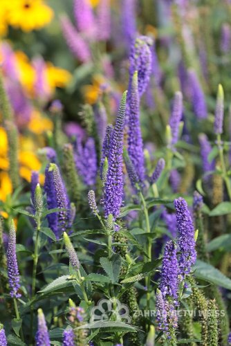 VERONICA LONGIFOLIA FIRST GLORY ®