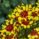 KRASNOOČKO - COREOPSIS VERTICILLATA FIREFLY
