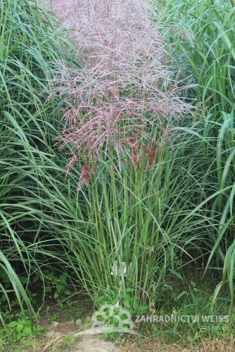 OZDOBNICE ČÍNSKÁ - MISCANTHUS SINENSIS "FERNER OSTEN"
