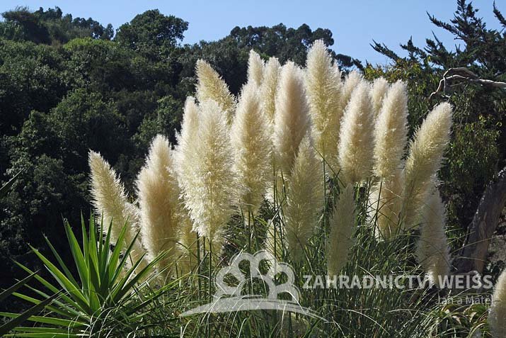 PAMPOVÁ TRÁVA - CORTADERIA SELLOANA  - BÍLÁ