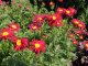 KOPRETINA ŠARLATOVÁ - TANACETUM COCCINEUM ROBINSON'S RED