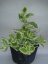 APTENIA CORDIFOLIA - KOSMATEC - MEZOO