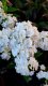 PHLOX PANICULATA FLAME PRO WHITE ®