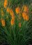 KLEOPATŘINA JEHLA - KNIPHOFIA "MANGO POPSICLE"