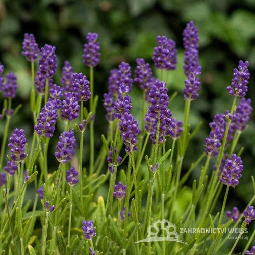 LEVANDULA ANGUSTIFOLIA -  THUMBELINA LEIGHT