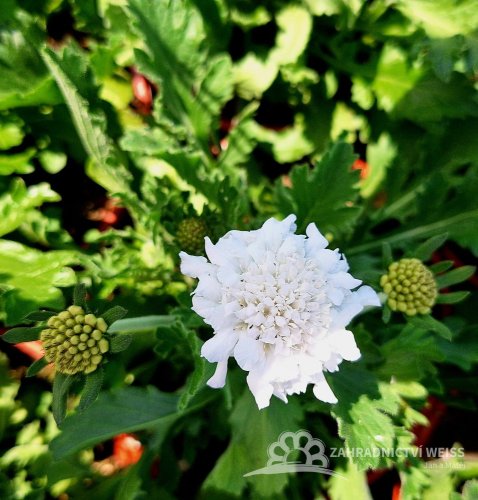 HLAVÁČ - SCABIOSA FLUTTER PURE WHITE