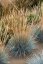 FESTUCA GLAUCA AZURIT