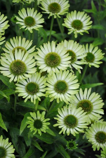 TŘAPATKA - ECHINACEA "GREEN JEWEL"
