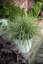 OSTŘICE JAPONSKÁ - CAREX OSHIMENSIS EVEREST