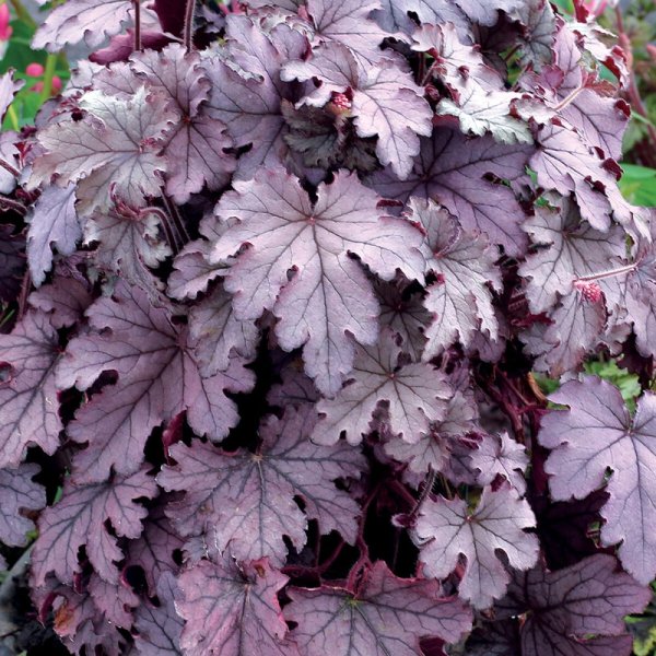 HEUCHERELLA HYB. PLUM CASCADE