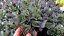 SEDUM HYBR. GLOBE PURPLE