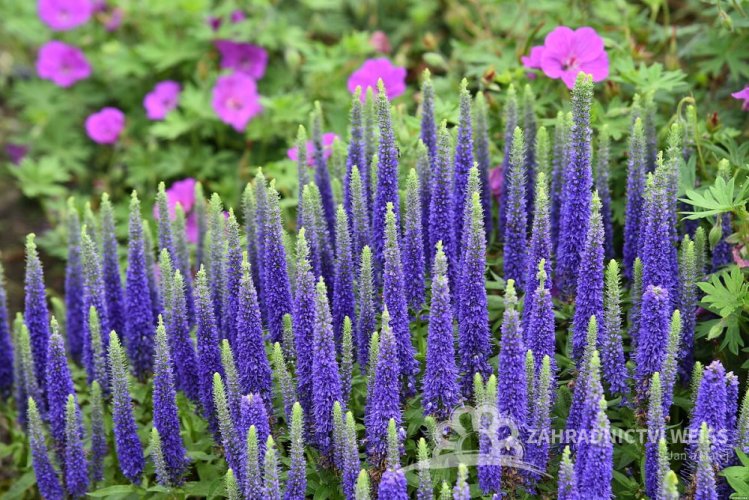 VERONICA SPICATA ROYAL CANDLES