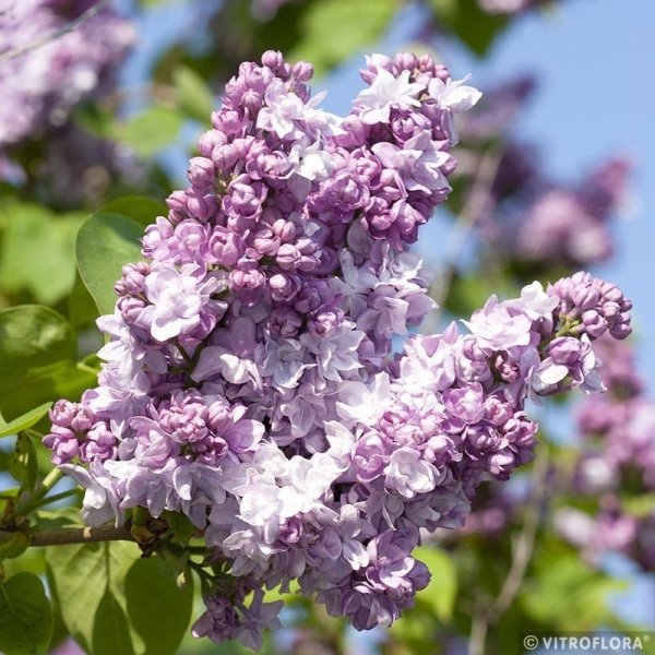 ŠEŘÍK OBECNÝ - SYRINGA VULGARIS  KATHERINE HAVEMEYER