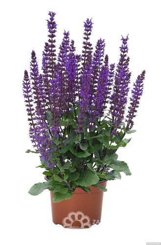 ŠALVĚJ HAJNÍ - SALVIA NEMOROSA MIDNIGHT PURPLE