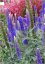 VERONICA LONGIFOLIA FIRST GLORY ®