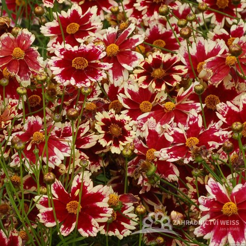 KRÁSNOOČKO - COREOPSIS – „RUBY FROST“