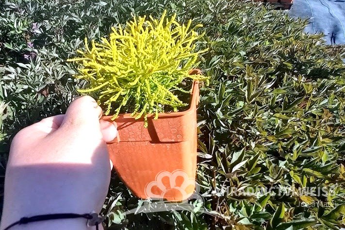 SANTOLINA  ROSMARINIFOLIA LEMON FIZZ - OLIVOVÁ BYLINKA