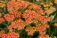 ACHILLEA MILLEFOLIUM WALTHER FUNCKE