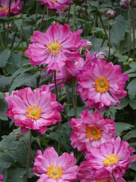 SASANKA - ANEMONE HUPEHENSIS PRINZ HEINRICH