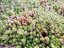SEDUM SEXANGULARE