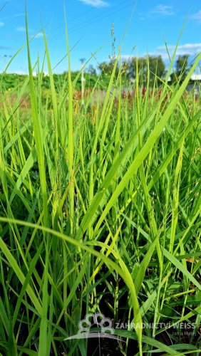 PROSO PRUTNATÉ - PANICUM VIRGATUM BUFFALO GREEN