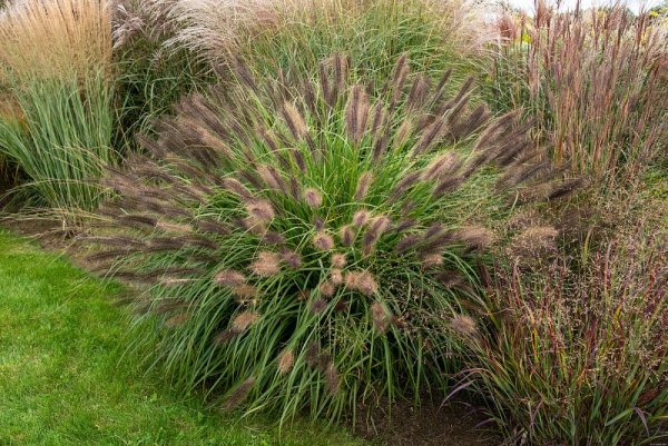 PENNISETUM RED HEAD