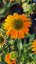 ECHINACEA PURP. LAKOTA YELLOW