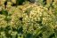 SEDUM HONEY GOLD