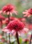 ECHINACEA PURPUREA RASPBERRY TRUFFLE