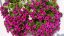 SURFINIE- PŘEVISLÁ PETUNIE - RŮŽOVÁ - HOT PINK