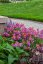 ERYSIMUM ERYSISTIBLE SUNSET