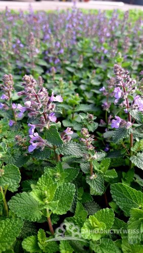 ŠANTA KOČIČÍ - NEPETA FAASSENII CAT´S PAJAMAS BLUE