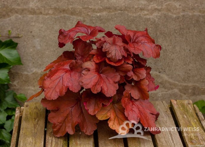 HEUCHERA FIRE ALARM