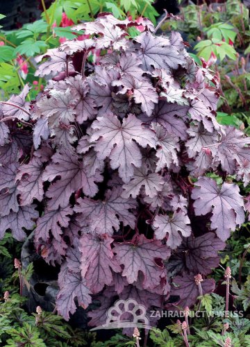 HEUCHERELLA HYB. PLUM CASCADE