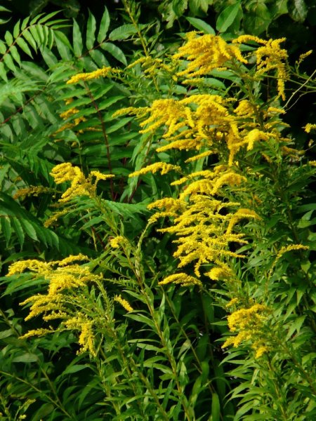 SOLIDAGO - ZLATOBÝL CANADENSIS GOLDKIND