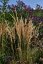 CALAMAGROSTIS x ACUTIFLORA KARL FOESTER