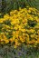 SLUNEČNICE- HELIOPSIS HELIANHOIDES ORIOLE SINGLE YELLOW