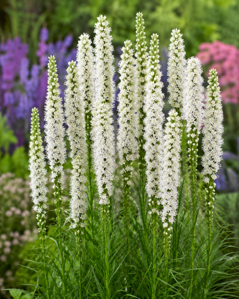 ŠUŠKARDA - LIATRIS SPICATA FLORISTAN WHITE