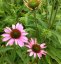 ECHINACEA FOUNTAIN LIGHT PURPLE