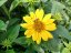 HELIANTHUS X HYB. SUNCATCHER PURE GOLD ®