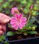 LEWISIA ELISE BRIGHT MIX