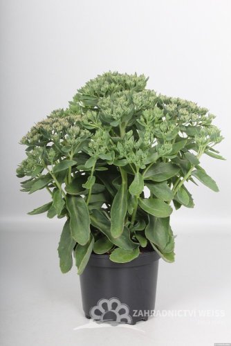 ROZCHODNÍK - SEDUM HYBR. ABBY DORE