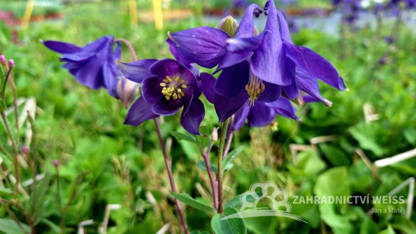 ORLÍČEK - AQUILEGIA ALPINA NAVY BLUE