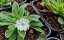 LEWISIA ELISE BRIGHT MIX
